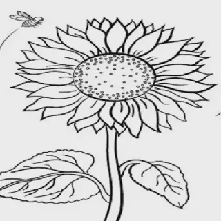 Cara Mewarnai Gambar Bunga Matahari: Panduan Lengkap untuk Pemula