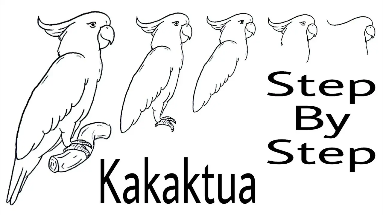 Cara Mudah Mewarnai Gambar Burung Kakak Tua untuk Pemula