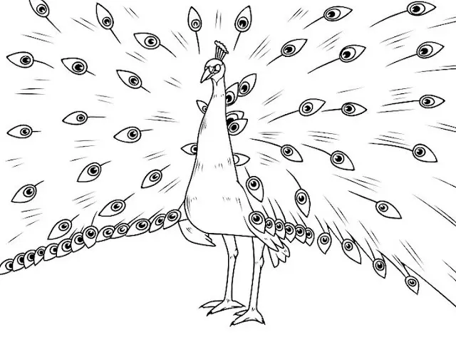 5 Cara Mudah Mewarnai Gambar Burung Merak untuk Pemula