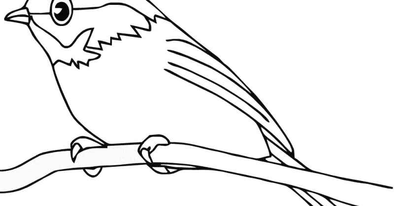 99 Gambar Binatang Burung Mewarnai yang Menarik untuk Anak-Anak
