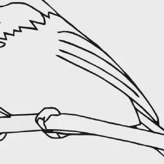 99 Gambar Binatang Burung Mewarnai yang Menarik untuk Anak-Anak