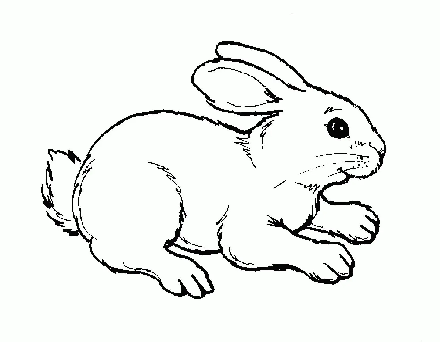 10 Gambar Binatang Mewarnai Anak dengan Berbagai Warna yang Menarik