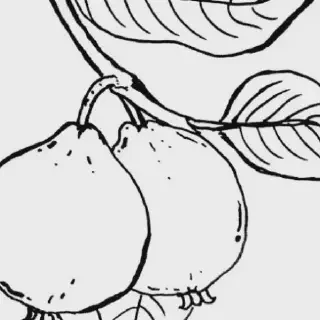 11 Gambar Buah Jambu untuk Mewarnai yang Seru dan Edukatif