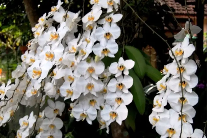 10 Gambar Bunga Anggrek untuk Mewarnai yang Cantik dan Luar Biasa