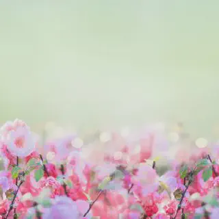 Belajar Mewarnai dan Menggambar Bunga untuk Pemula: Tips, Ide, dan Panduan Praktis