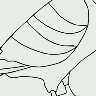 10+ Gambar Burung Merpati Lucu dan Unik untuk Mewarnai