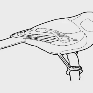 7 Gambar Burung Mewarnai Anak yang Lucu dan Menarik