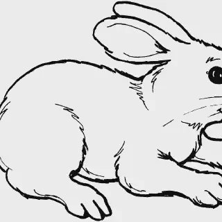 Gambar Mewarnai Binatang Kelinci - Pelajaran Menarik Untuk Anak-Anak