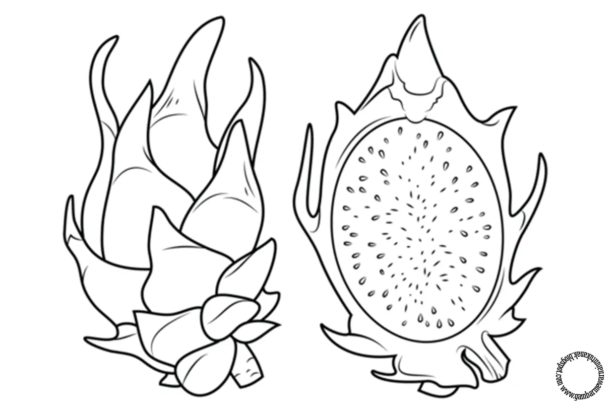 Mewarnai Buah Naga: Cara Seru Mengeksplorasi Kreativitas Anak dengan Gambar Mewarnai Buah Naga