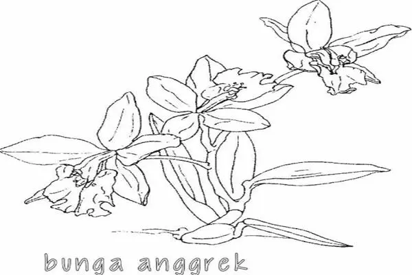 Tips Mewarnai Bunga Anggrek untuk Pemula