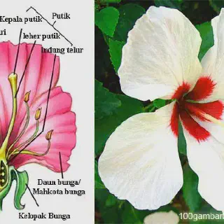 Cara Mewarnai Bunga Kembang Sepatu untuk Pemula - Tips dan Trik Terbaik!