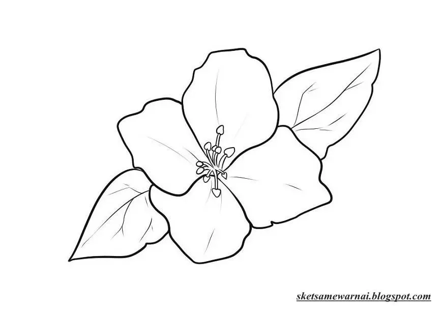 10 Ide Gambar Mewarnai Bunga Kertas yang Mudah Dicoba untuk Pemula