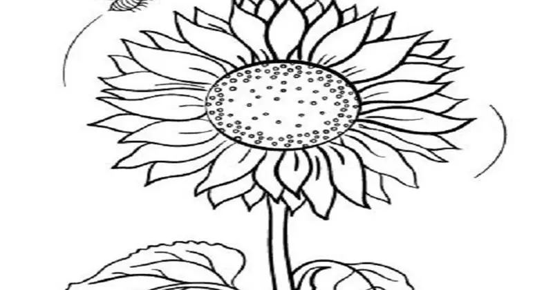 4 Tips Mewarnai Bunga Matahari untuk Pemula: Hasil Cantik dan Menghibur