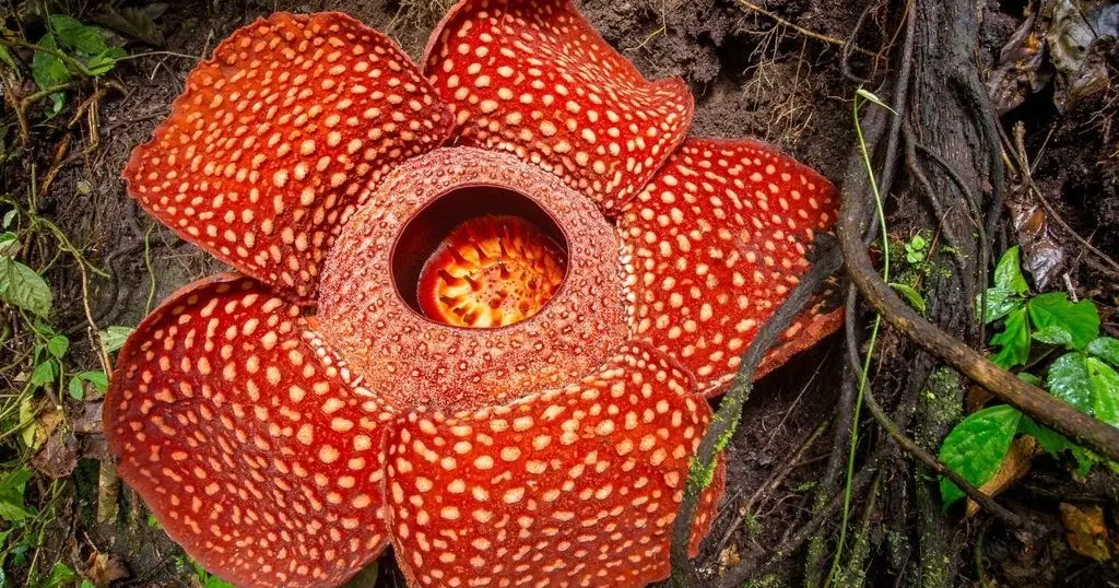 Wah! Mewarnai Bunga Rafflesia Arnoldi Ternyata Mudah dan Seru Lho! Yuk Coba!