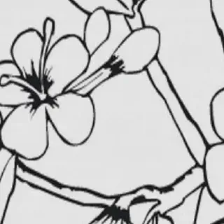 Belajar Menggambar Mewarnai Bunga Rafflesia, Tips dan Panduan untuk Pemula