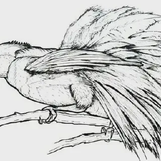 Gambar Mewarnai Burung Gagak: Cara Mudah dan Menyenangkan untuk Mengasah Kreativitas Anak-Anak