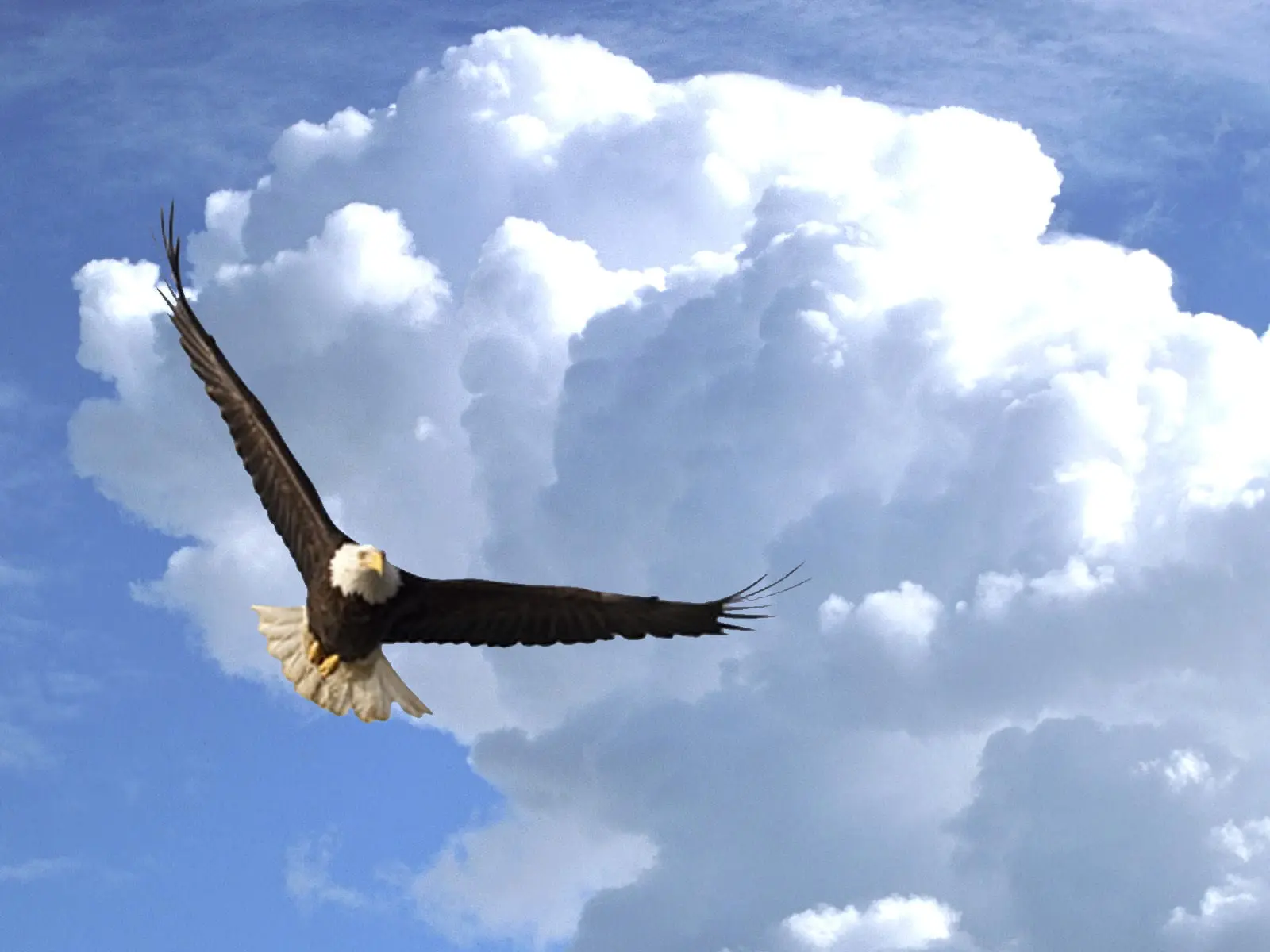 10 Gambar Mewarnai Burung Rajawali yang Seru dan Edukatif untuk Anak-Anak