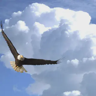 10 Gambar Mewarnai Burung Rajawali yang Seru dan Edukatif untuk Anak-Anak