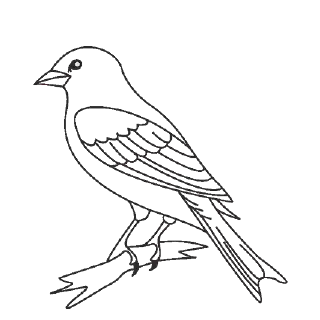 10 Contoh Gambar Mewarnai Burung untuk Anak-Anak