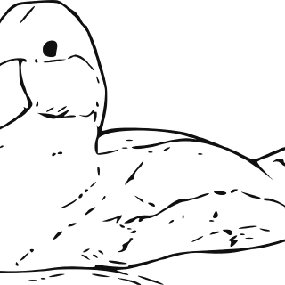 Gambar Mewarnai Hewan Bebek: Cara Menyenangkan Belajar Warna untuk Pemula