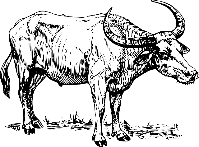 30 Gambar Mewarnai Hewan Kerbau untuk Anak-Anak: Mengenal Karakteristik dan Ciri-Ciri Kerbau
