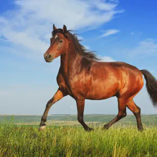 10 Gambar Mewarnai Kuda dan Gunung untuk Mengasah Kreativitas Anak-anak