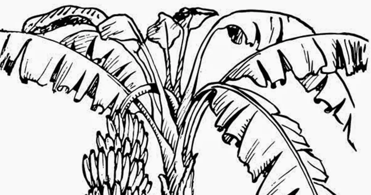 Belajar Gambar Mewarnai Pohon Buah untuk Pemula