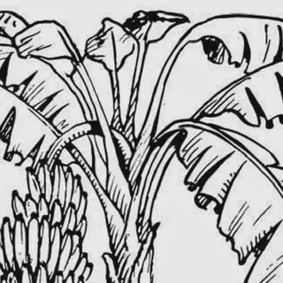 Belajar Gambar Mewarnai Pohon Buah untuk Pemula