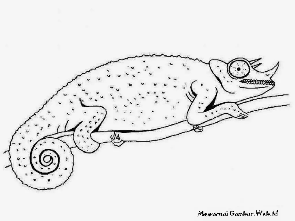 Mewarna Gambar Cicak - Kreasi yang Mengasah Kreativitas dengan Mengenal Hewan Liar yang Lucu