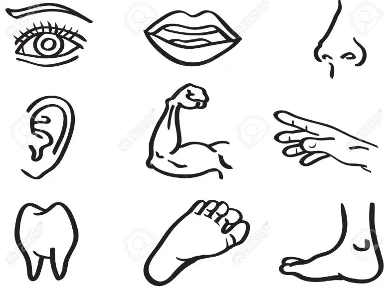 Mewarnai Gambar Anggota Tubuh untuk Anak PAUD – Bermain dan Belajar Mengenal Tubuh Manusia dengan Seru dan Menyenangkan