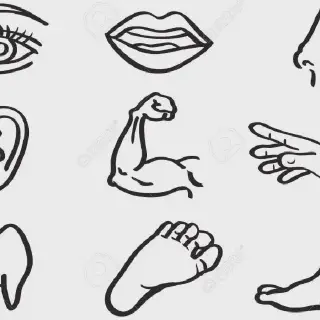 Mewarnai Gambar Anggota Tubuh untuk Anak PAUD â€“ Bermain dan Belajar Mengenal Tubuh Manusia dengan Seru dan Menyenangkan