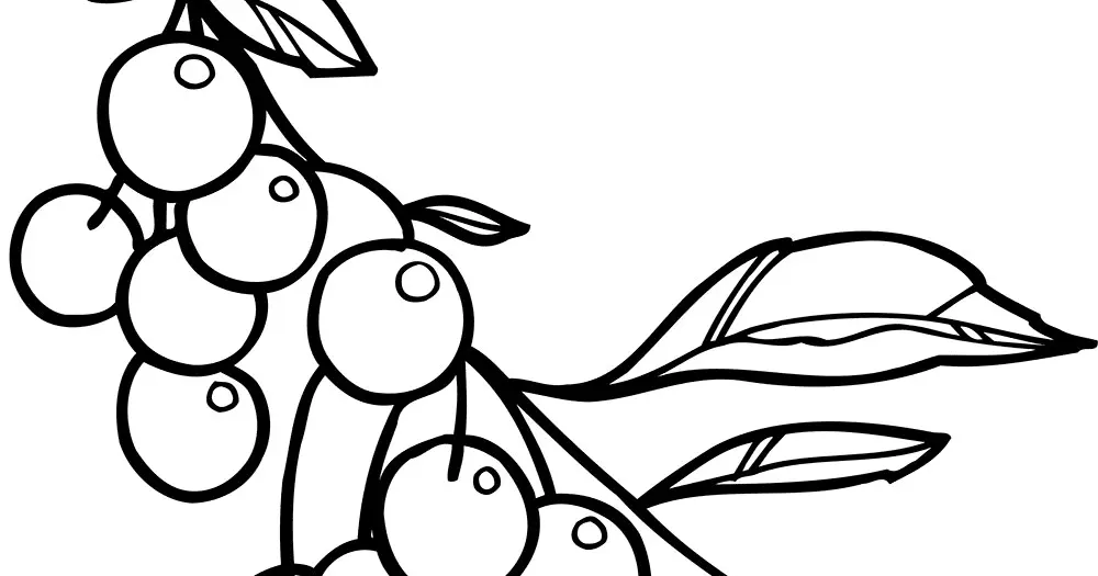 Ini Dia Cara Mewarnai Gambar Buah Cherry yang Benar untuk Pemula