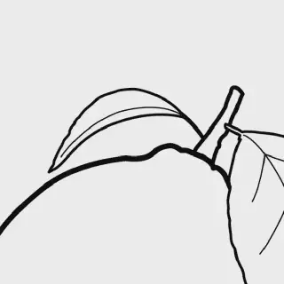 Seru! Mewarnai Gambar Buah Lemon untuk Pemula dengan 10 Gambar Berkualitas Tinggi