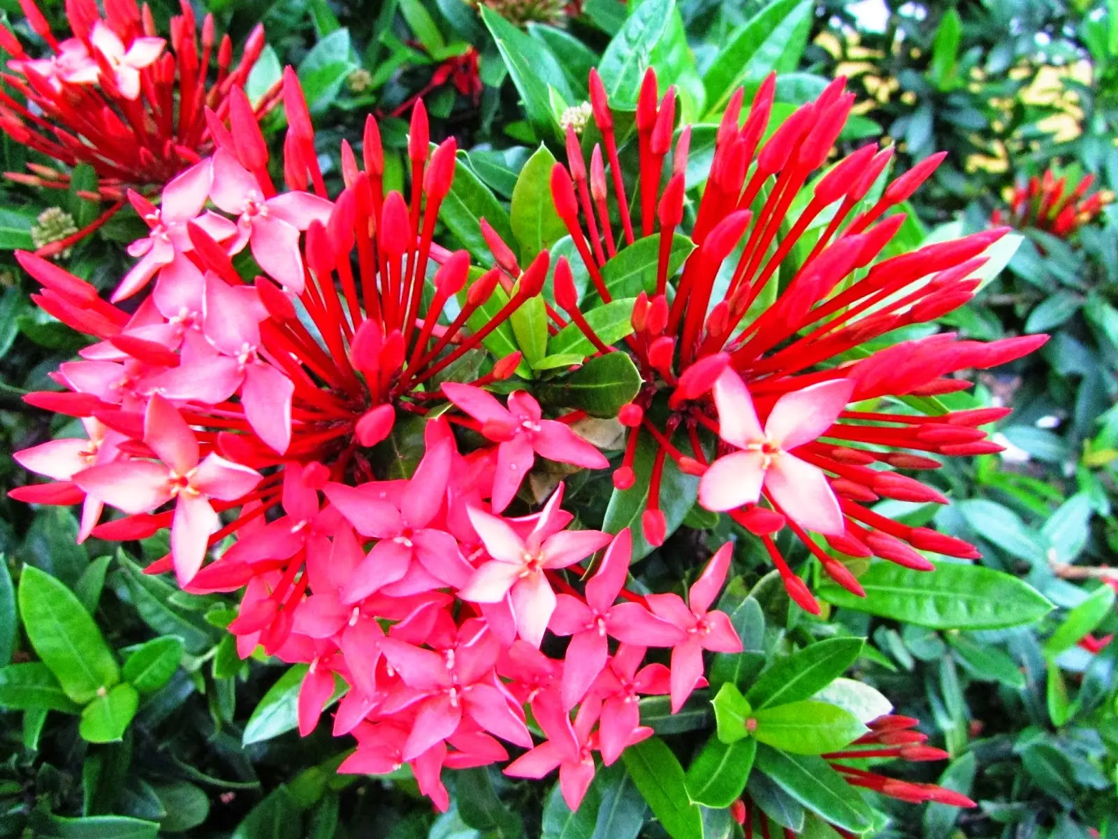 Mewarnai Gambar Bunga Asoka yang Indah dengan Mudah untuk Anak-Anak