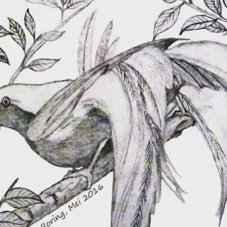 7 Langkah Mudah Mewarnai Gambar Burung Cendrawasih untuk Pemula