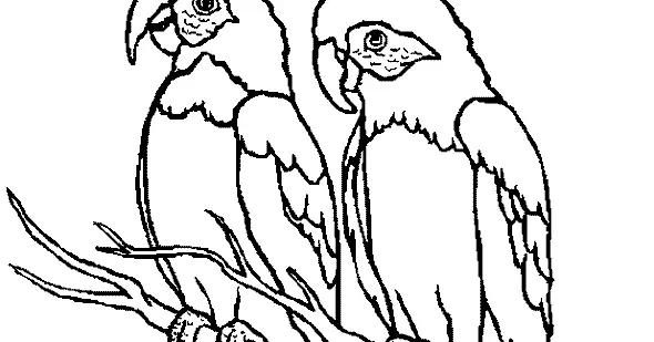 Mewarnai Gambar Burung Kakak Tua – Cara Mudah untuk Pemula